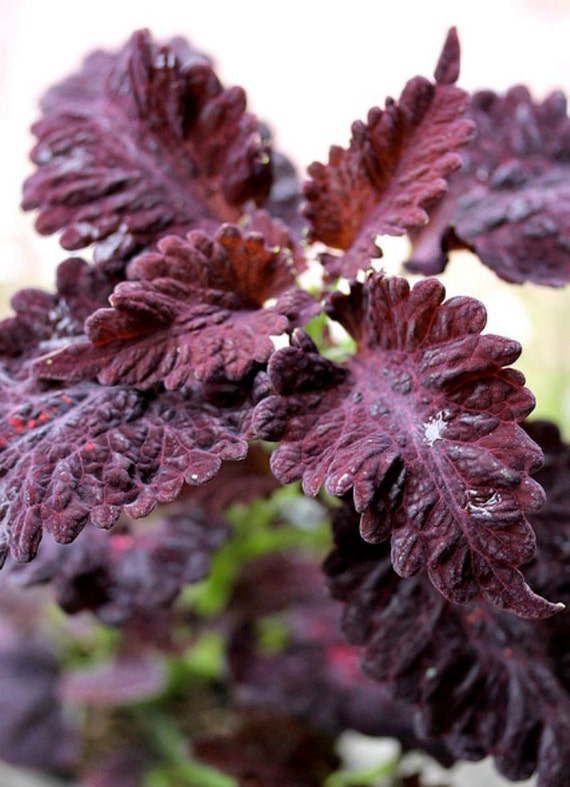 Coleus Seeds-Black Dragon