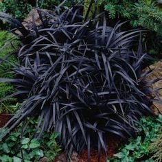 Black Mondo Decorative Grass