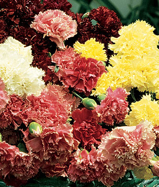 Carnation, Burpee's Super Giant Mix 1 Pkt. (150 seeds)