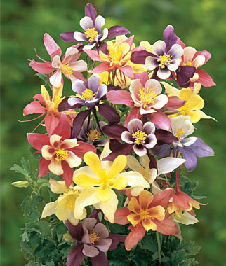 Columbine, Harlequin Mixed Colors 1 Pkt. (100 seeds)