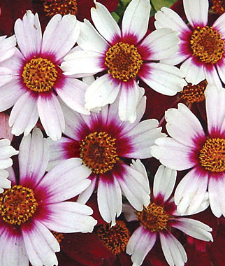 Coreopsis, Heaven's Gate PP16016 1 Plant