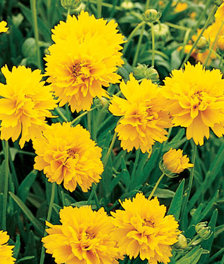 Coreopsis, Early Sunrise 1 Pkt. (150 seeds)
