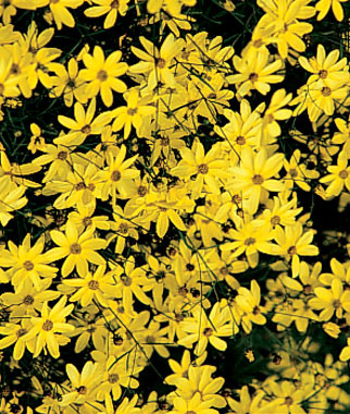 Coreopsis, Moonbeam 1 Plant