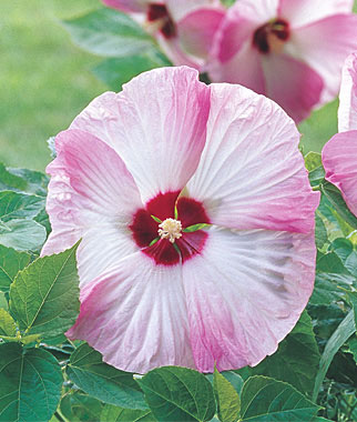 Hibiscus, Pink Swirl 1 Plant