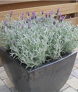 Lavender, Stoechas Silver Anoek 1 Plant