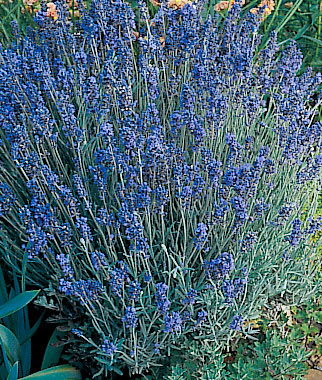 Lavender, Lady 1 Plant