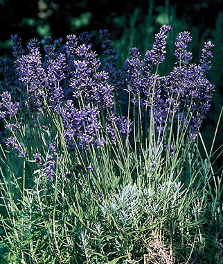Lavender, Provence Blue 1 Pkt. (50 seeds)