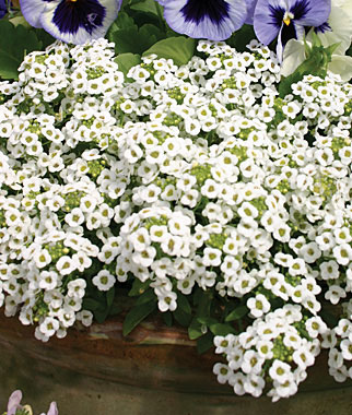 Alyssum, Carpet Of Snow 1 Pkt. (1500 seeds)