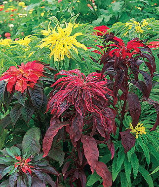 Amaranthus, Summer Poinsettia Mix 1 Pkt. (250 seeds)