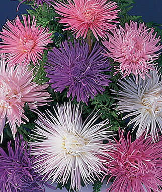 Aster, Fireworks Mixed Colors 1 Pkt. (100 seeds)