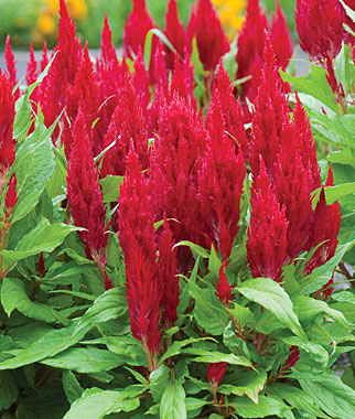 Celosia, Fresh Look Red 1 Pkt. (100 seeds)