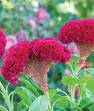 Celosia, Red Velvet 1 Pkt. (250 seeds)