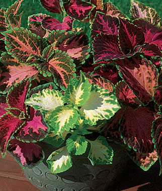Coleus, Rainbow Mixed Colors 1 Pkt. (360 seeds)