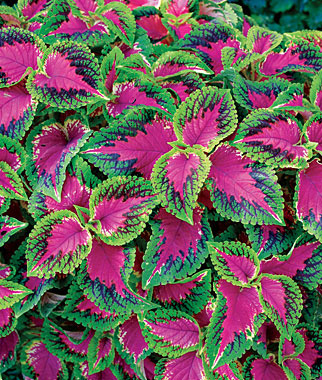 Coleus, Watermelon 6 Plants