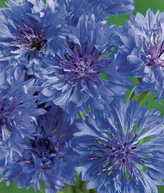 Cornflower, Blue Boy 1 Pkt. (150 seeds)
