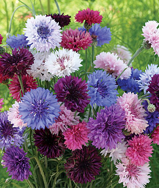 Cornflower, Tall Double Mixed Colors 1 Pkt. (250 seeds)