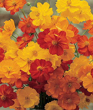 Cosmos, Bright Lights Mixed Colors 1 Pkt. (150 seeds)