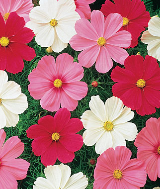 Cosmos, Sonata Mix 1 Pkt. (50 seeds)