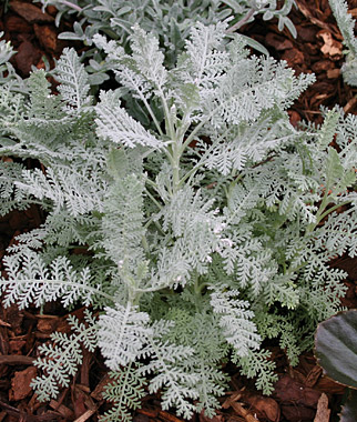 Dusty Miller, Silver Lace 1 Pkt. (100 seeds)
