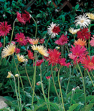 Gerbera, California Mixed Colors 1 Pkt. (25 seeds)