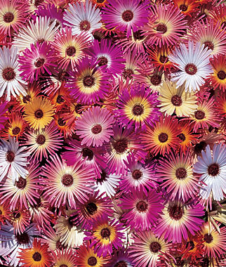 Ice Plant, Harlequin Mix 1 Pkt. (120 seeds)