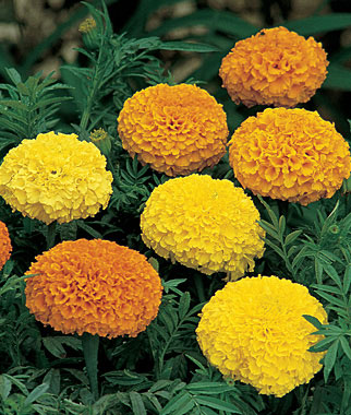 Marigold, Climax Mixed Colors Hybrid 1 Pkt. (50 seeds)