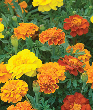 Marigold, Happy Days Mix 1 Pkt. (50 seeds)
