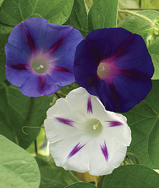 Morning Glory, Celestial Mix 1 Pkt. (50 seeds)