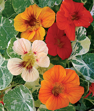 Nasturtium, Alaska Mix 1 Pkt. (125 seeds)