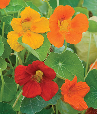Nasturtium, Double Gleam Mixed Colors 1 Pkt. (50 seeds)