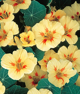 Nasturtium, Peach Melba 1 Pkt. (50 seeds)