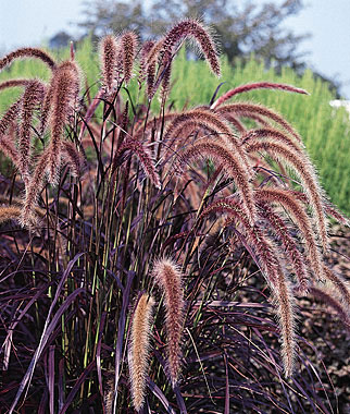 Ornamental Grass, Pennisetum (Fountain Grass) 3 Plants