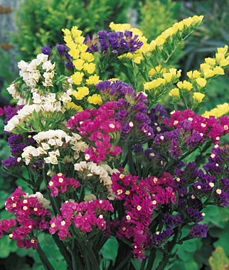 Statice, Mixed Bold Colors 1 Pkt. (75 seeds)