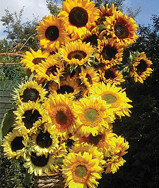 Sunflower Pristine Mix 1 Pkt. (40 seeds)