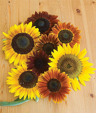 Sunflower, Autumn Beauty Mix Organic 1 Pkt. (30 seeds)