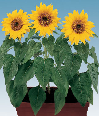 Sunflower, Elf 1 Pkt. (35 seeds)