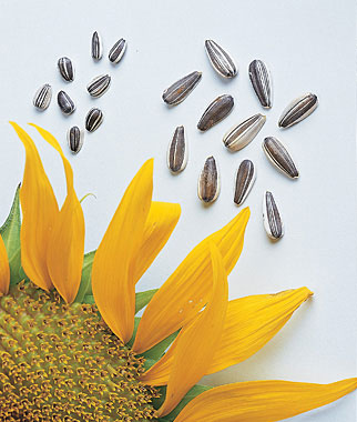 Sunflower, Super Snack Mix Hybrid 1 Pkt. (40 seeds)