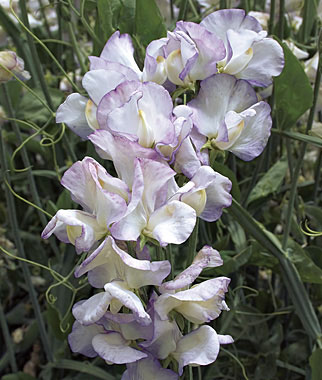 Sweet Pea, High Scent 1 Pkt. (40 seeds)