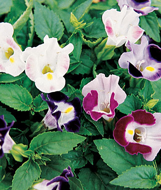 Torenia, Happy Faces Hybrid Mix 1 Pkt. (50 seeds)
