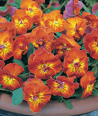 Viola, Amber Kiss 1 Pkt. (35 seeds)