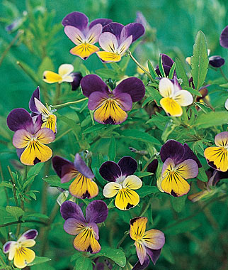 Viola, Johnny-Jump Up 1 Pkt. (200 seeds)