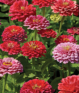 Zinnia, Exquisite 1 Pkt. (100 seeds)
