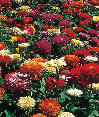 Zinnia, State Fair Mix 1 Pkt. (60 seeds)