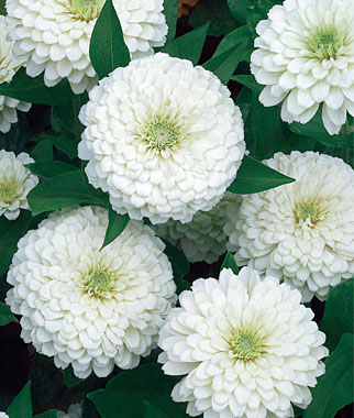 Zinnia, White Wedding 1 Pkt. (25 seeds)
