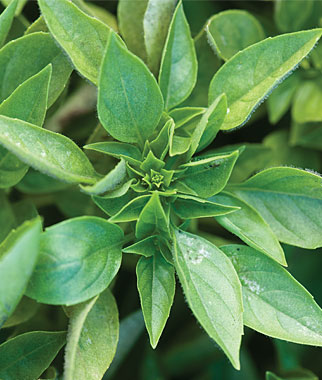 Basil, Greek 1 Pkt. (100 seeds)