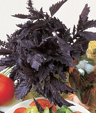 Basil, Purple Ruffles 1 Pkt. (100 seeds)