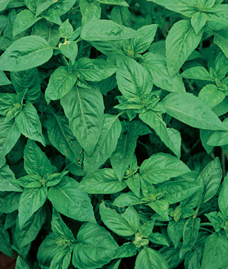 Basil, Sweet 1 Pkt. (480 seeds)