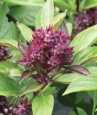 Basil, Siam Queen 1 Pkt. (50 seeds)