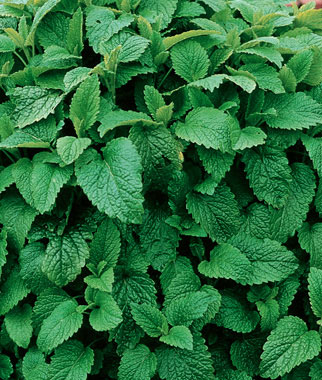 Lemon Balm 1 Pkt. (500 seeds)
