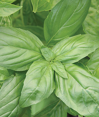 Basil, Large Leaf Organic 1 Pkt. (100 seeds)